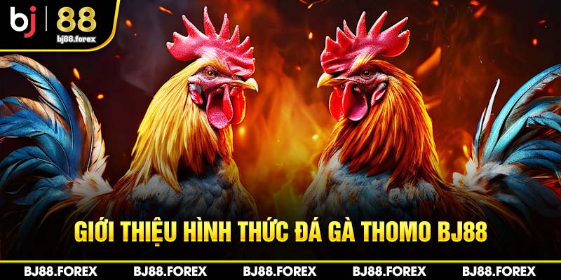 Giới thiệu hình thức đá gà Thomo Bj88