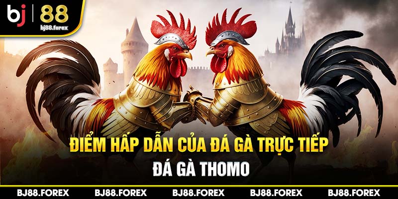 Điểm hấp dẫn của đá gà trực tiếp đá gà Thomo