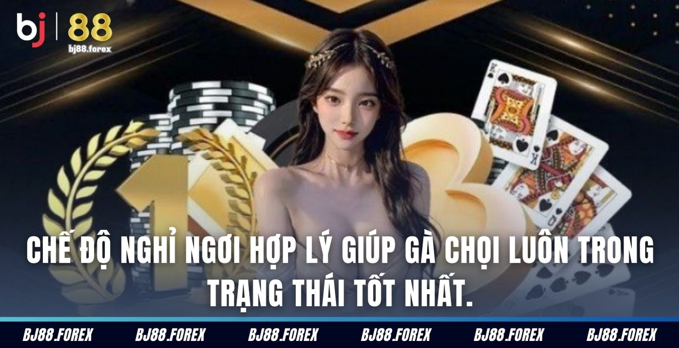 Chế độ nghỉ ngơi hợp lý giúp gà chọi luôn trong trạng thái tốt nhất.