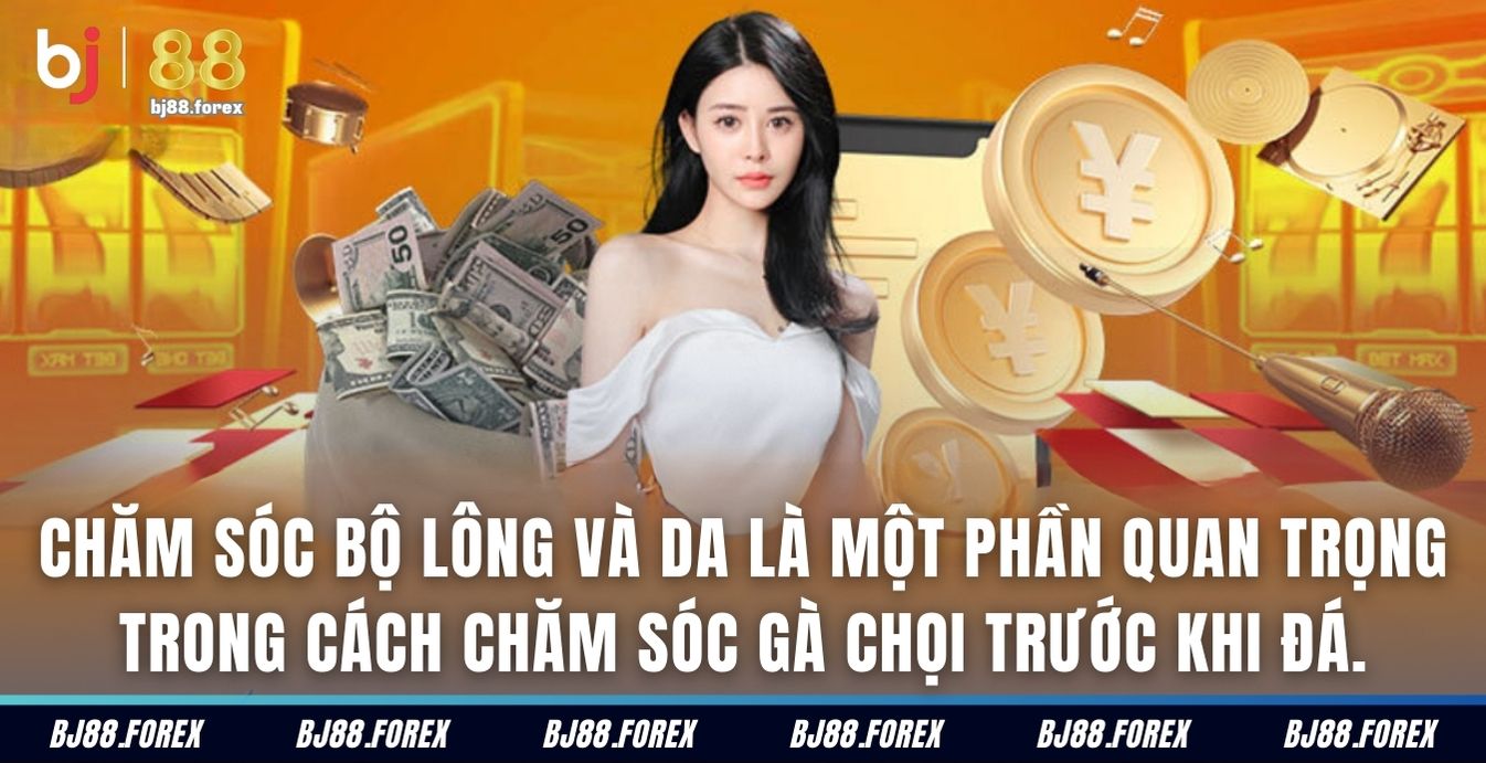 Chăm sóc bộ lông và da là một phần quan trọng trong cách chăm sóc gà chọi trước khi đá.