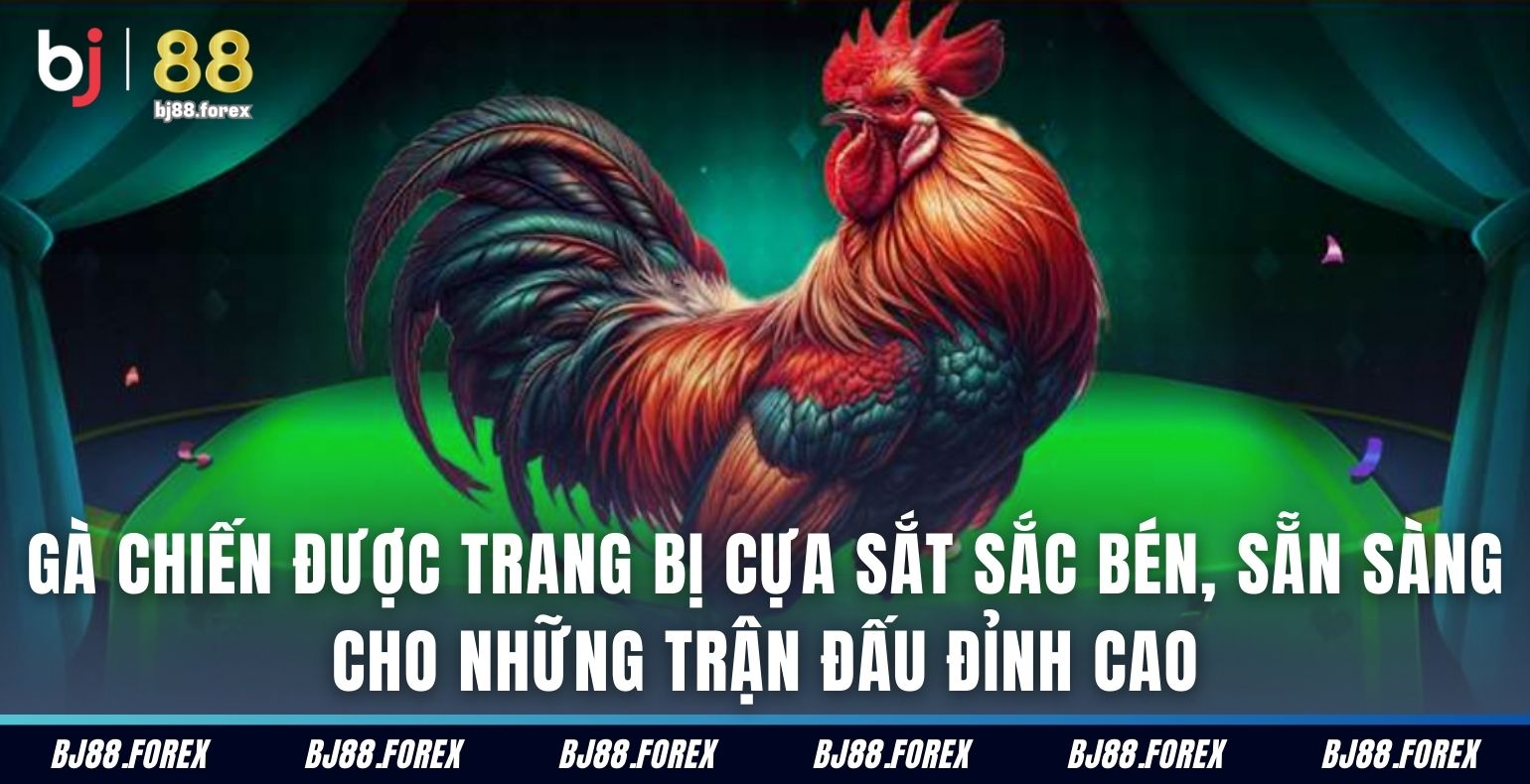 Gà chiến được trang bị cựa sắt sắc bén, sẵn sàng cho những trận đấu đỉnh cao