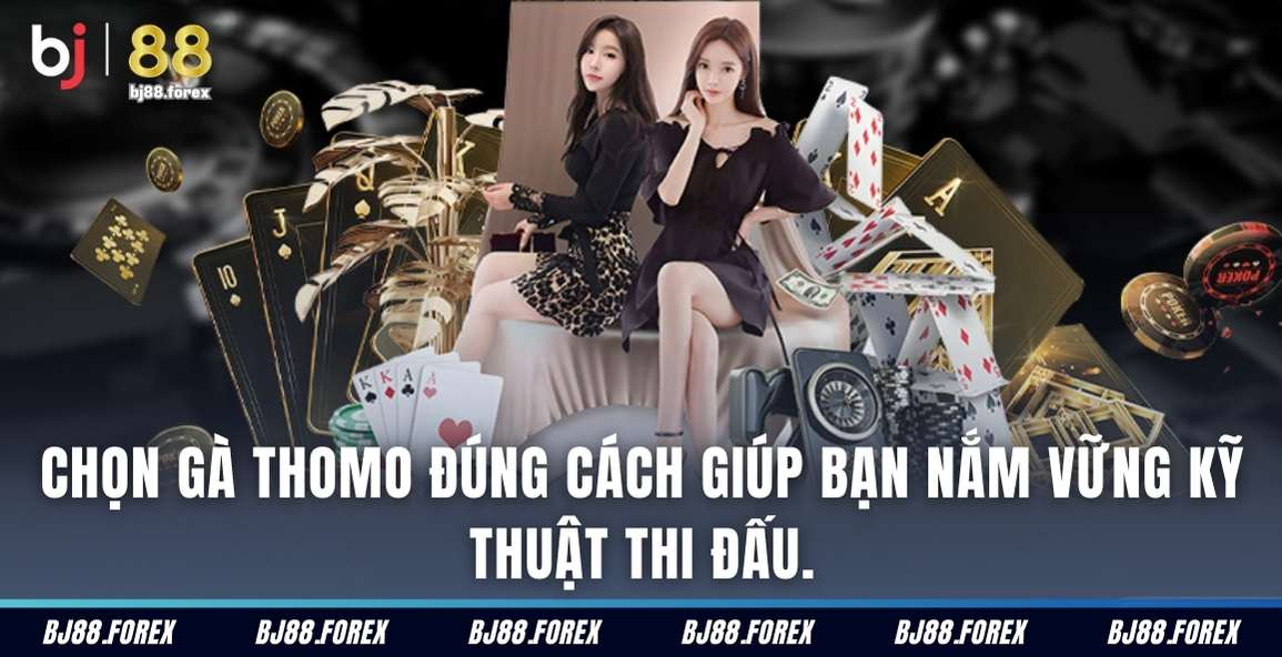 Chọn gà Thomo đúng cách giúp bạn nắm vững kỹ thuật thi đấu.